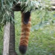 たと
