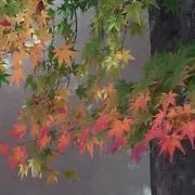 momiji