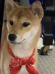 さーちゃん