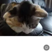 うつむきとらちゃん