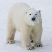 しろくまの画像
