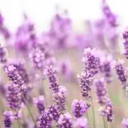 ＊Sachi＊の画像