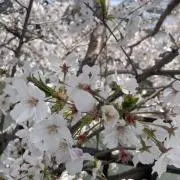 ちこの画像