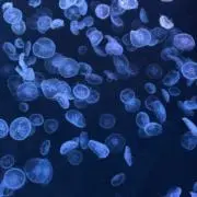 莉里の画像