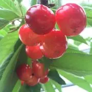 ASの画像