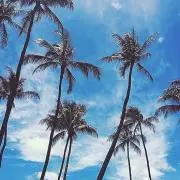 pomの画像
