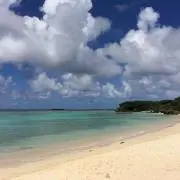 ハチャの画像