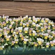 断捨離中、無農薬で野菜育ててます。の画像