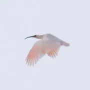 ときの画像