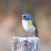 こっちゃんの画像