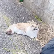 てんてん