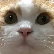 ponpu