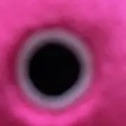 ほらの画像
