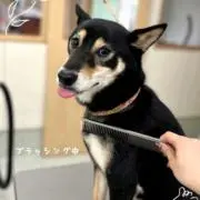 パープル