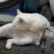 んぽちゃむの画像