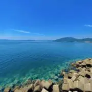 TREEの画像