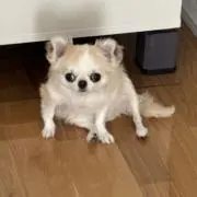 ユウの画像