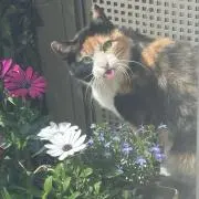 ザキヤマ1103の画像