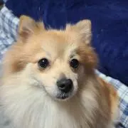 マムちゃんの画像