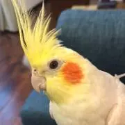 オカメインコの画像