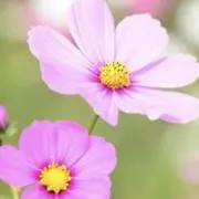 Cosmosの画像