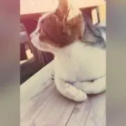 ぱりんこの画像