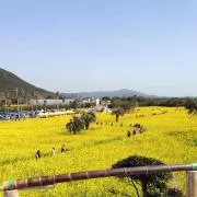 みぃすけ