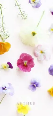 リリーの画像