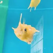 みほと