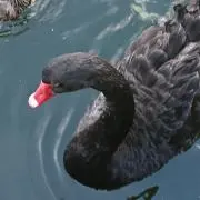 譲葉の画像