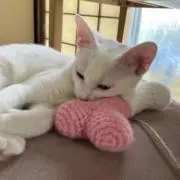 ととやま