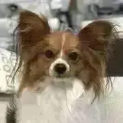 手作り犬服・かなずきんの画像
