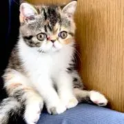 momochannelの画像