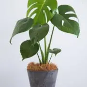 モンステラ
