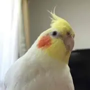 ぬんの画像