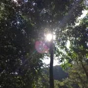 さくらさく