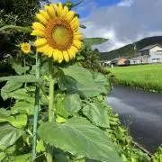 まきぴょん
