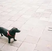 snの画像