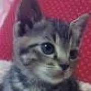 ささてるの画像