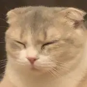 ボムの画像