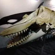 フランソワの画像