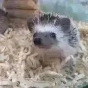 mmの画像