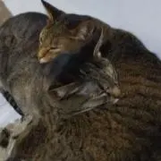 ごんた