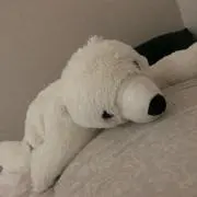 しろくまの画像
