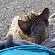 もっちの画像
