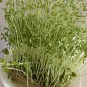 セルバの画像