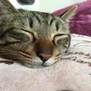 momomuの画像