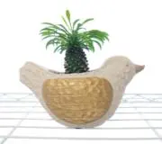 achicochiの画像