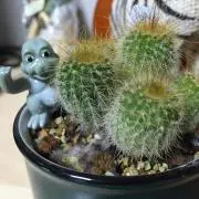 くりんくりんの画像