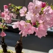 トモの画像